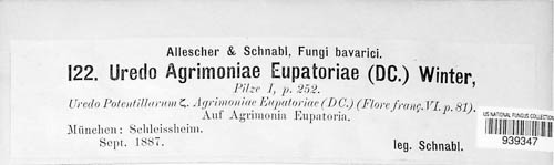 Pucciniastrum agrimoniae image